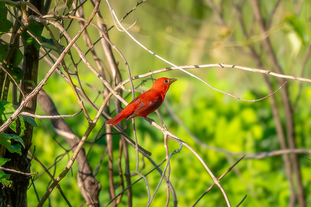 Summer Tanager - ML637791147