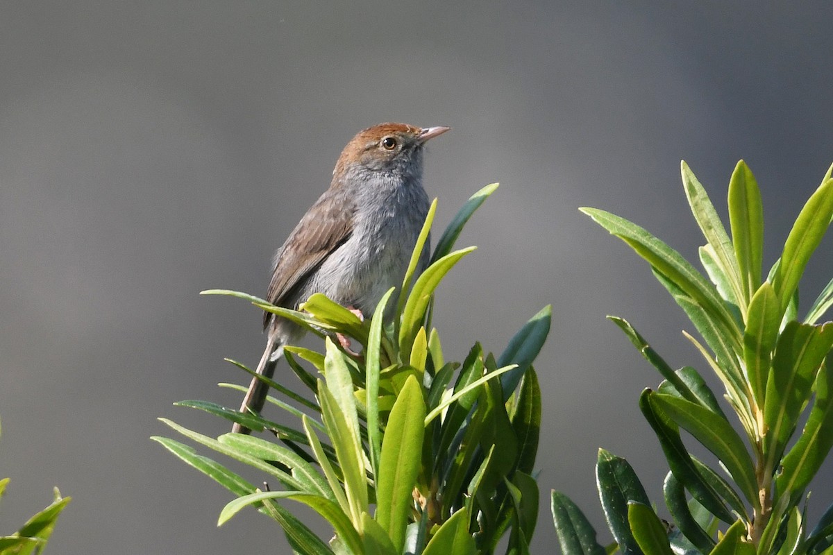 Piping Cisticola - ML637791148