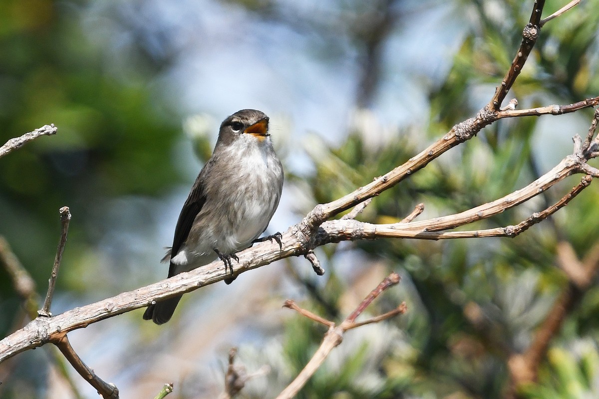 African Dusky Flycatcher - ML637791152