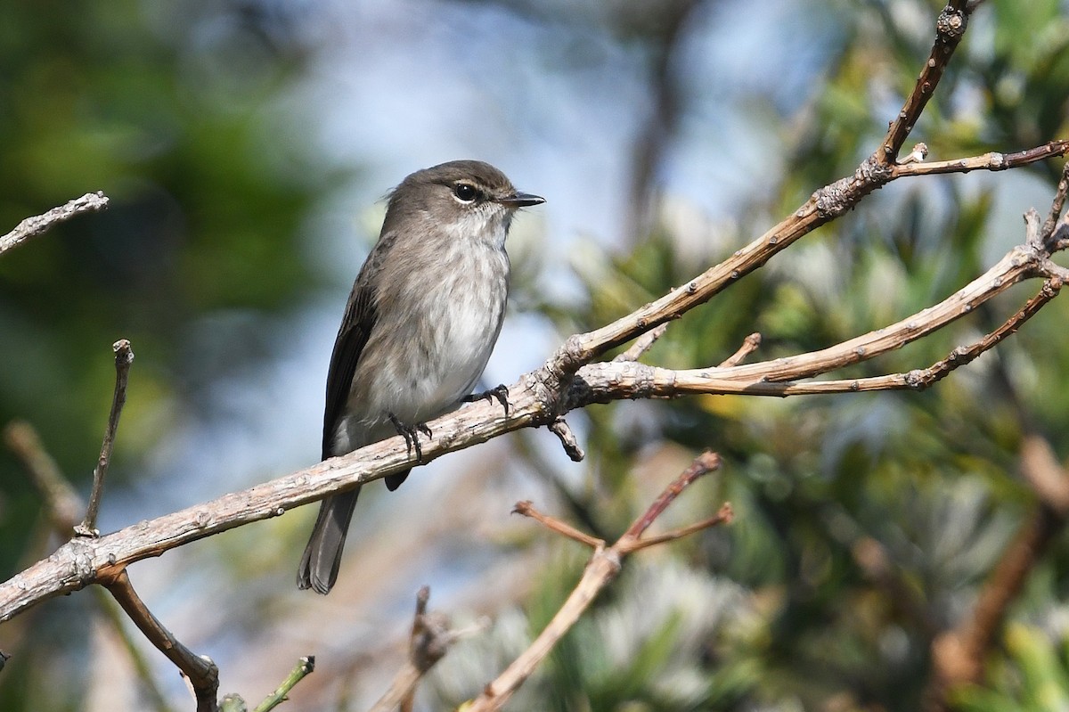African Dusky Flycatcher - ML637791154