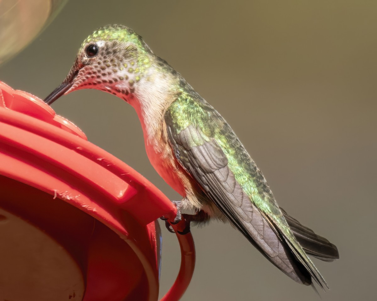 Broad-tailed Hummingbird - ML637791203