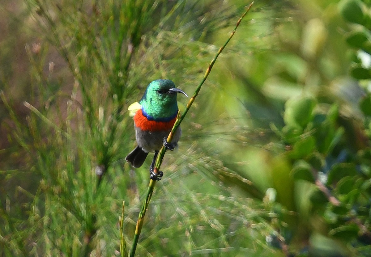 Southern Double-collared Sunbird - ML637791214