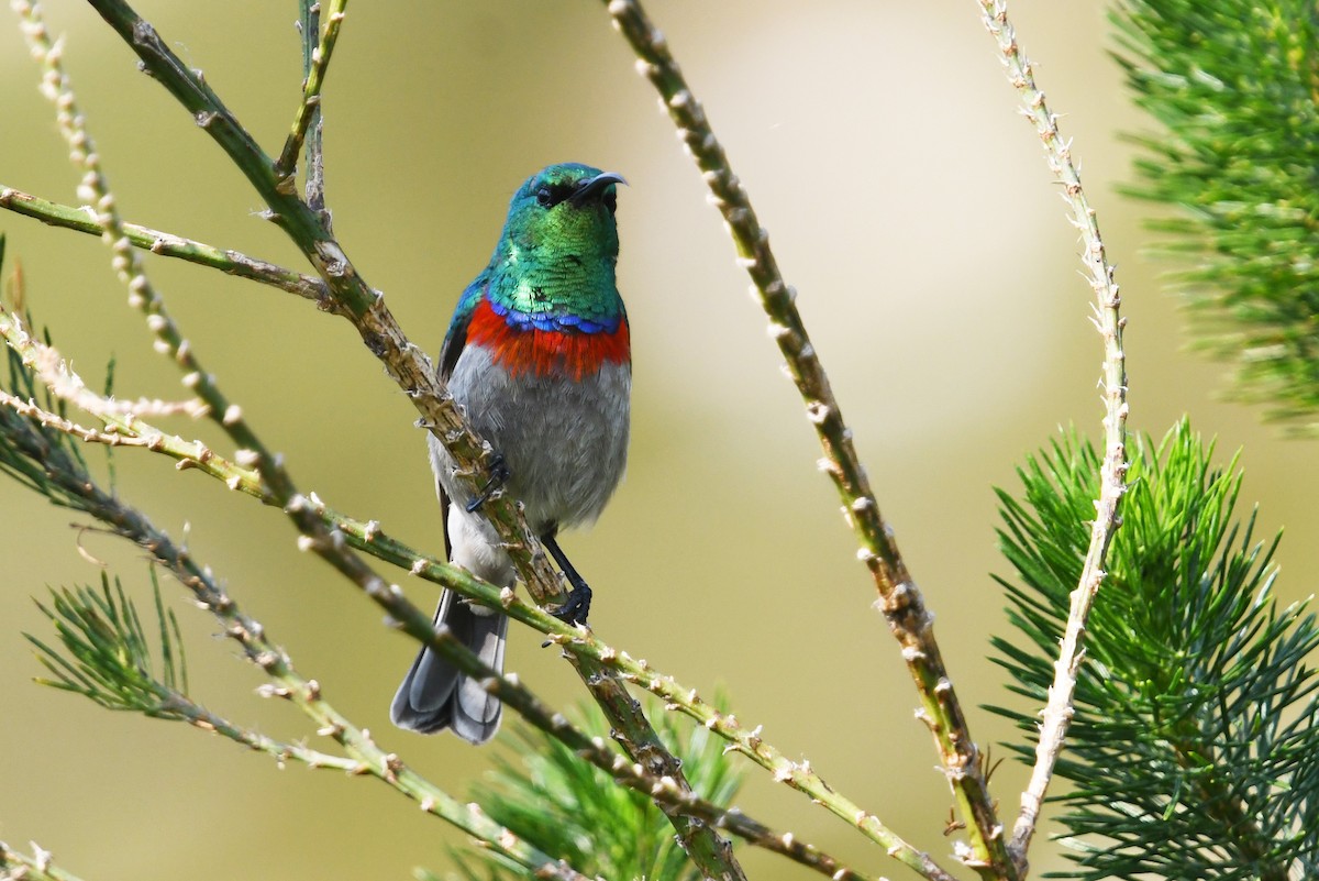 Southern Double-collared Sunbird - ML637791216