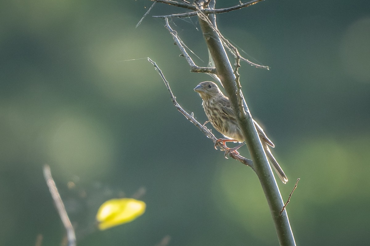 House Finch - ML637791218