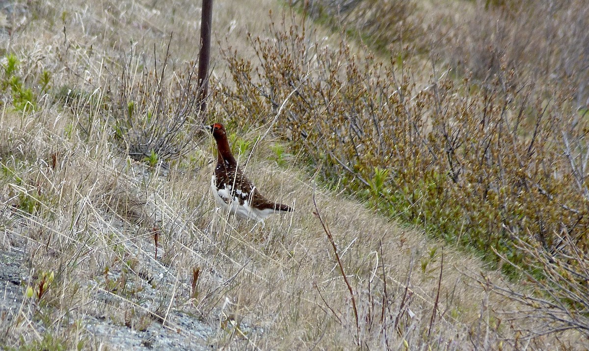 Willow Ptarmigan - ML637791222