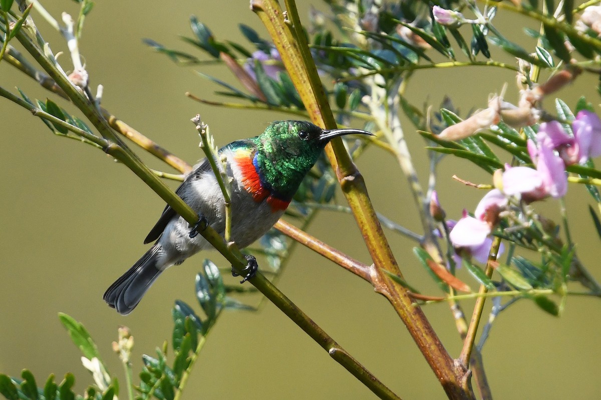 Southern Double-collared Sunbird - ML637791223