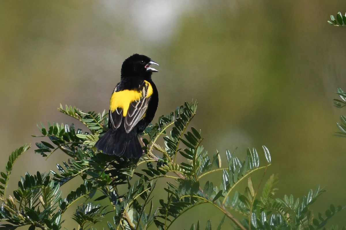 Yellow Bishop - ML637791227