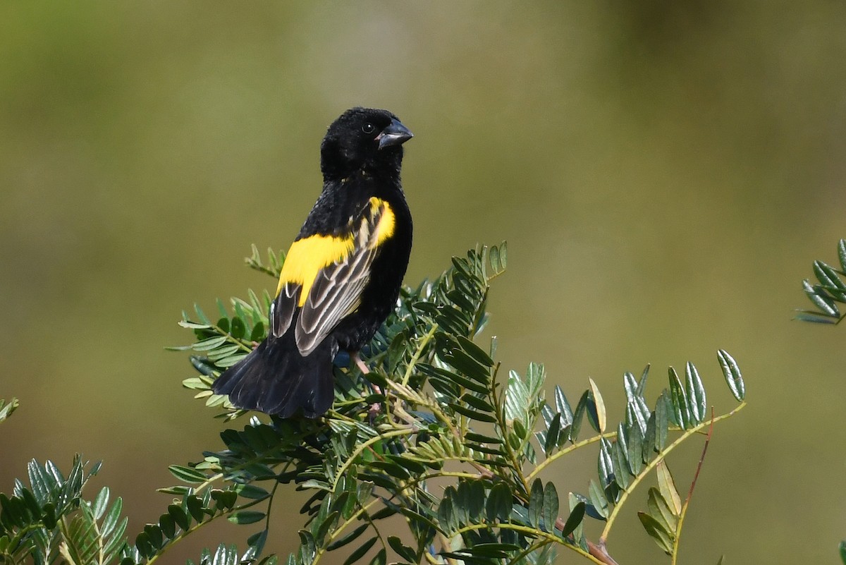Yellow Bishop - ML637791229