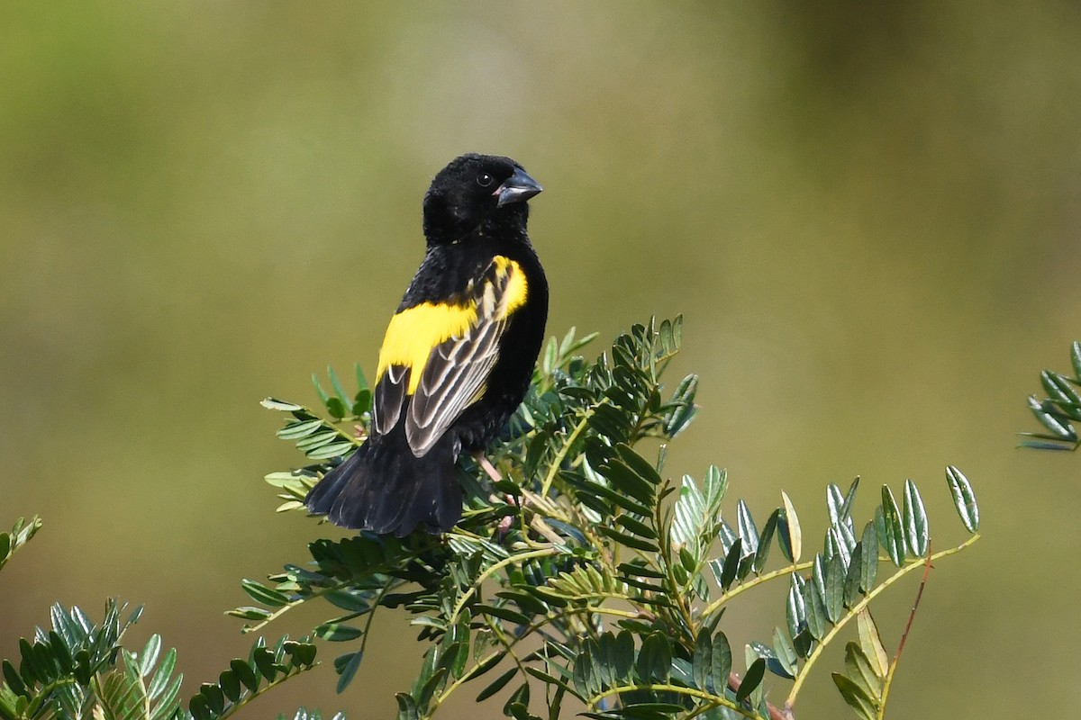Yellow Bishop - ML637791231