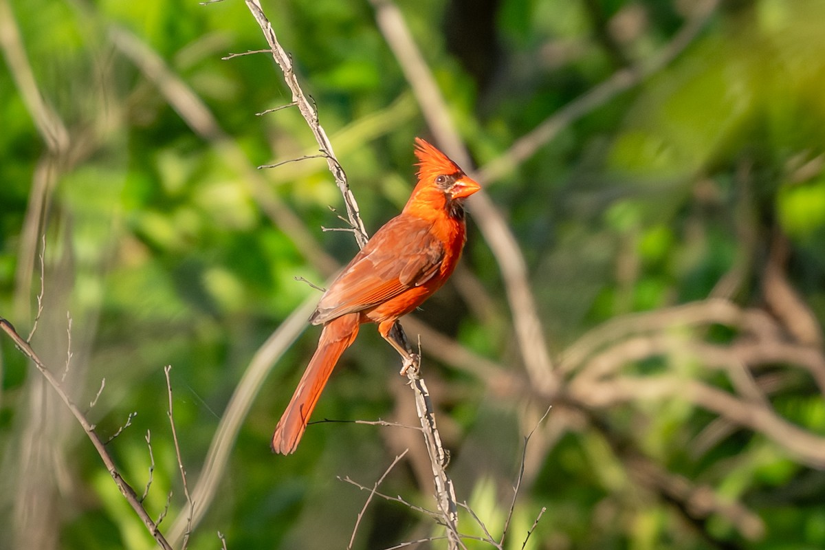 Northern Cardinal - ML637791234