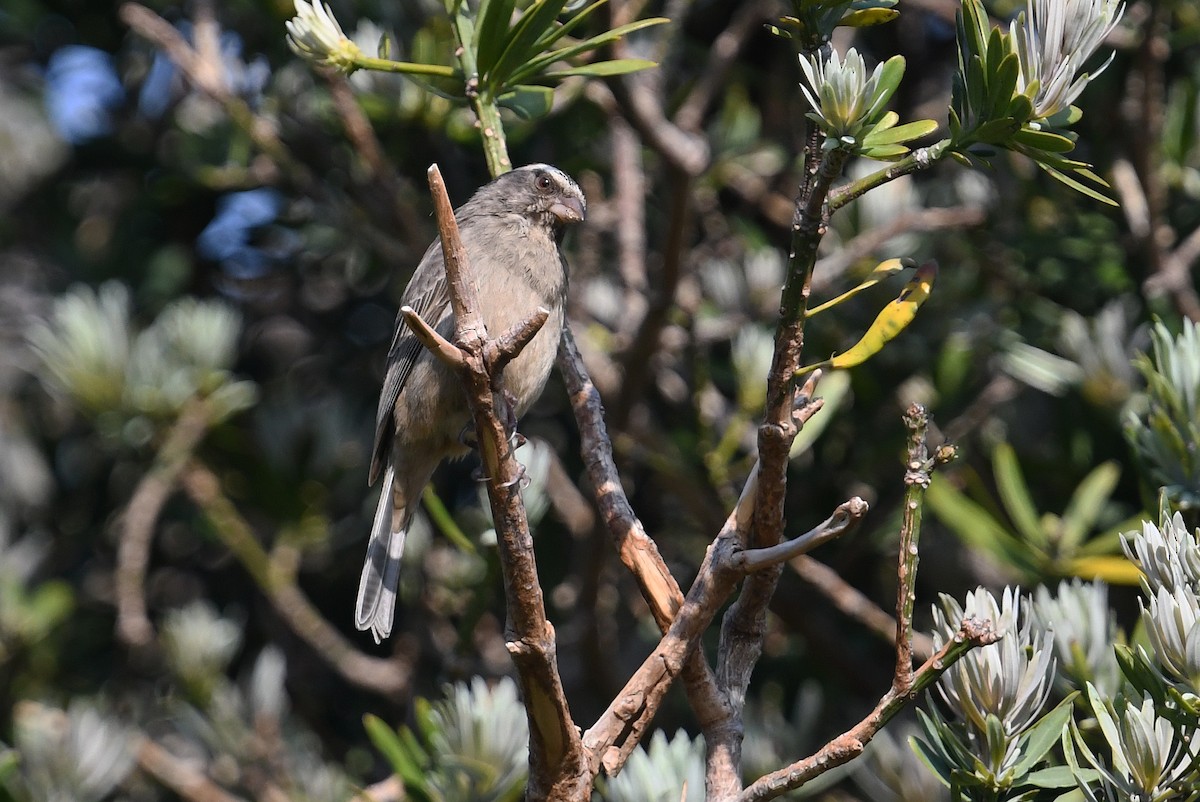 Streaky-headed Seedeater - ML637791236