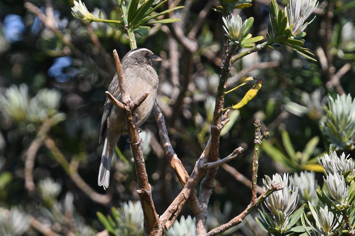 Streaky-headed Seedeater - ML637791238