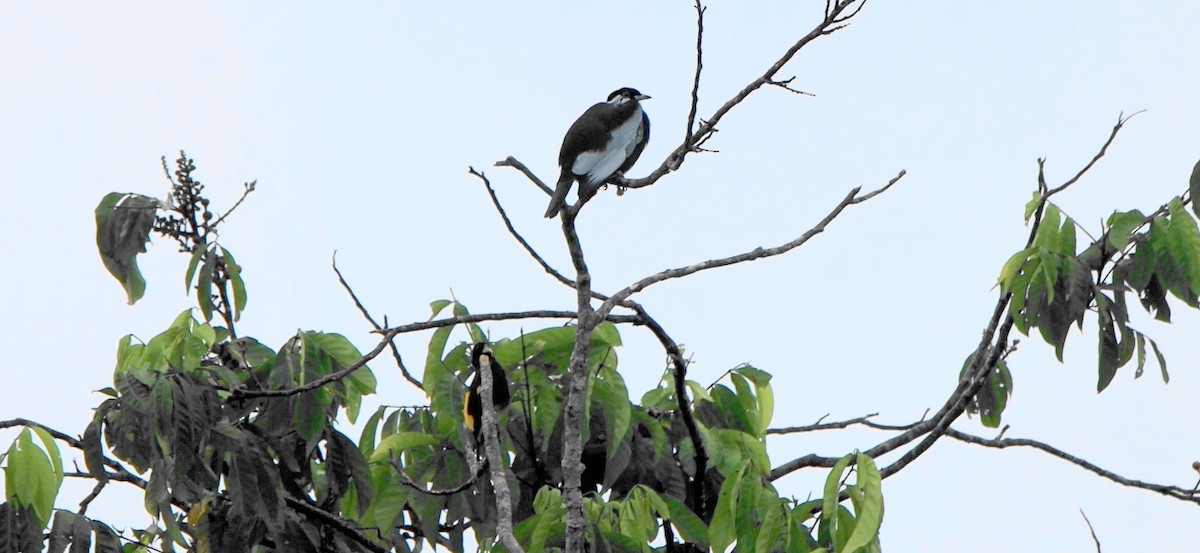 Bare-necked Fruitcrow - ML637791243