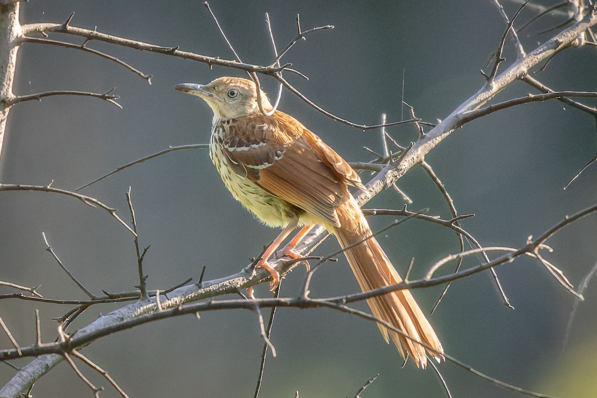 Brown Thrasher - ML637791260