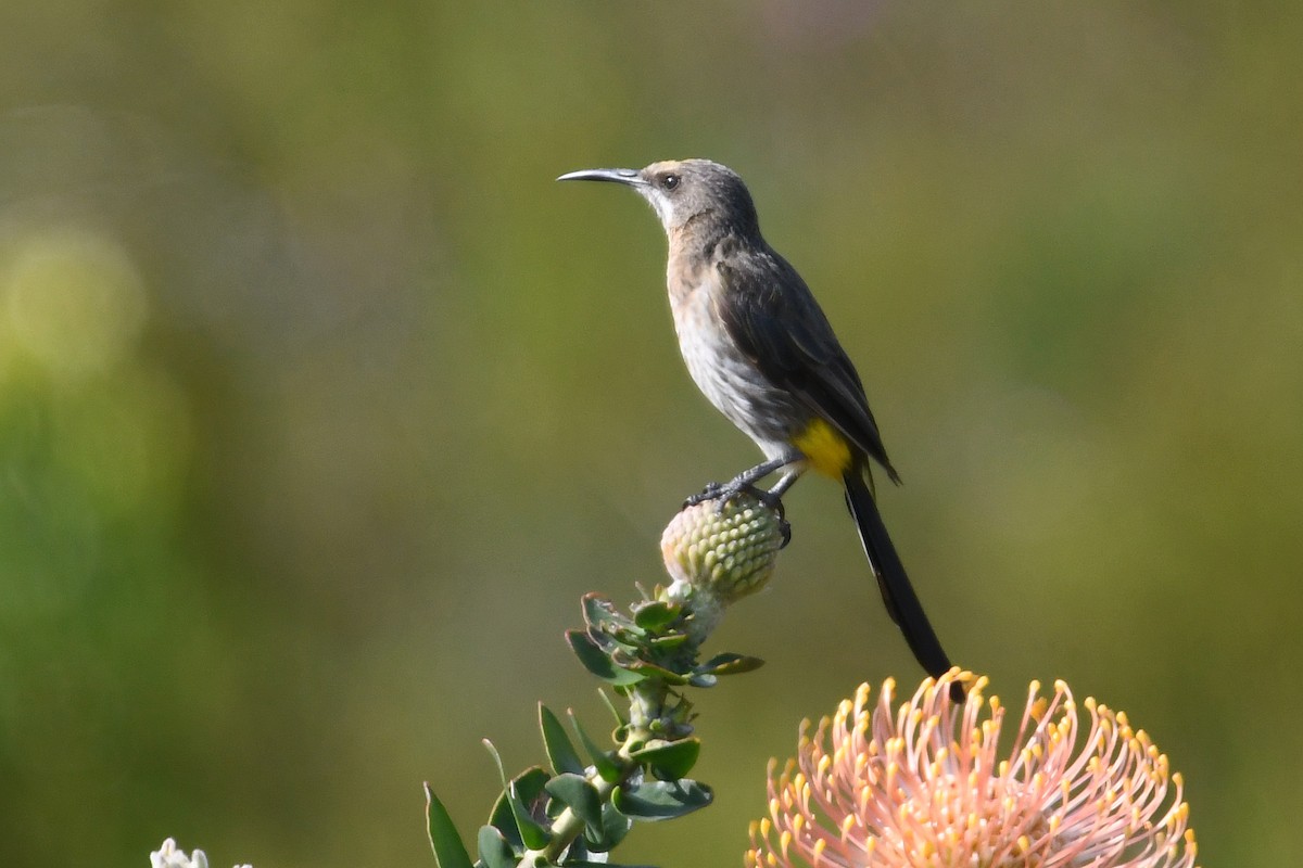 Cape Sugarbird - ML637791268