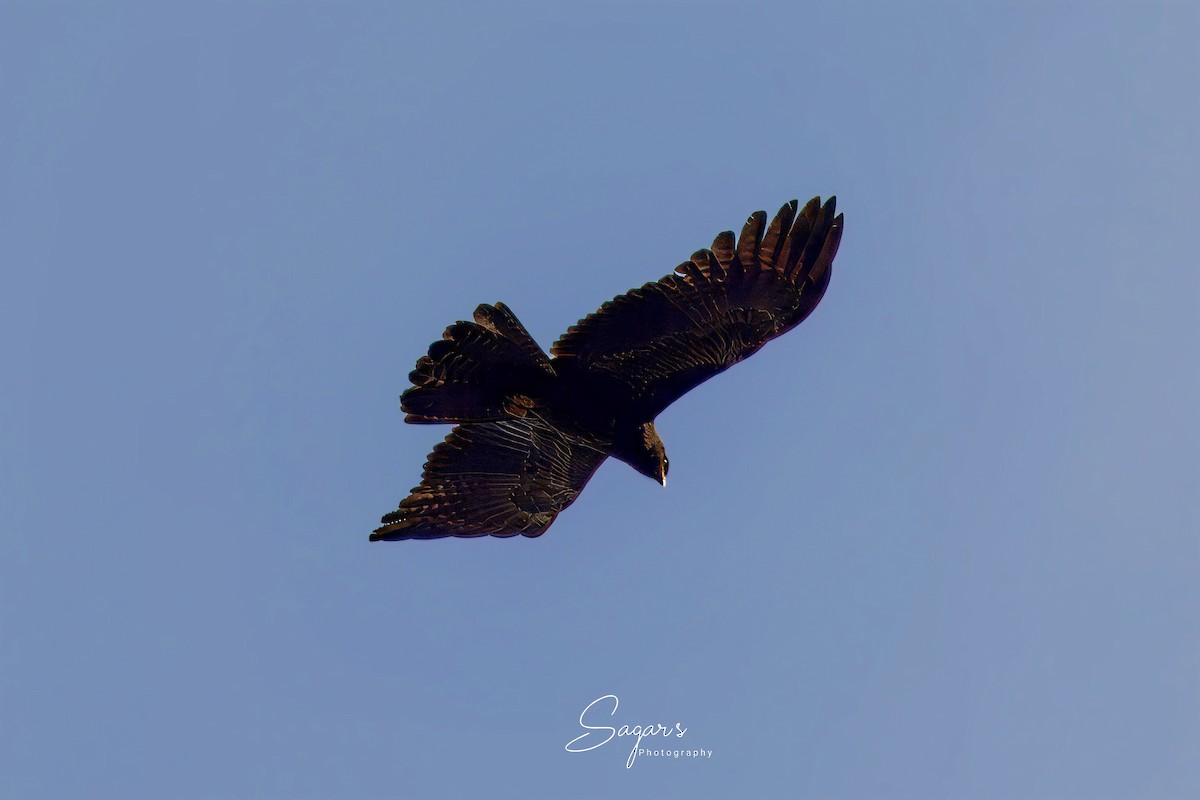 Black Eagle - ML637791269