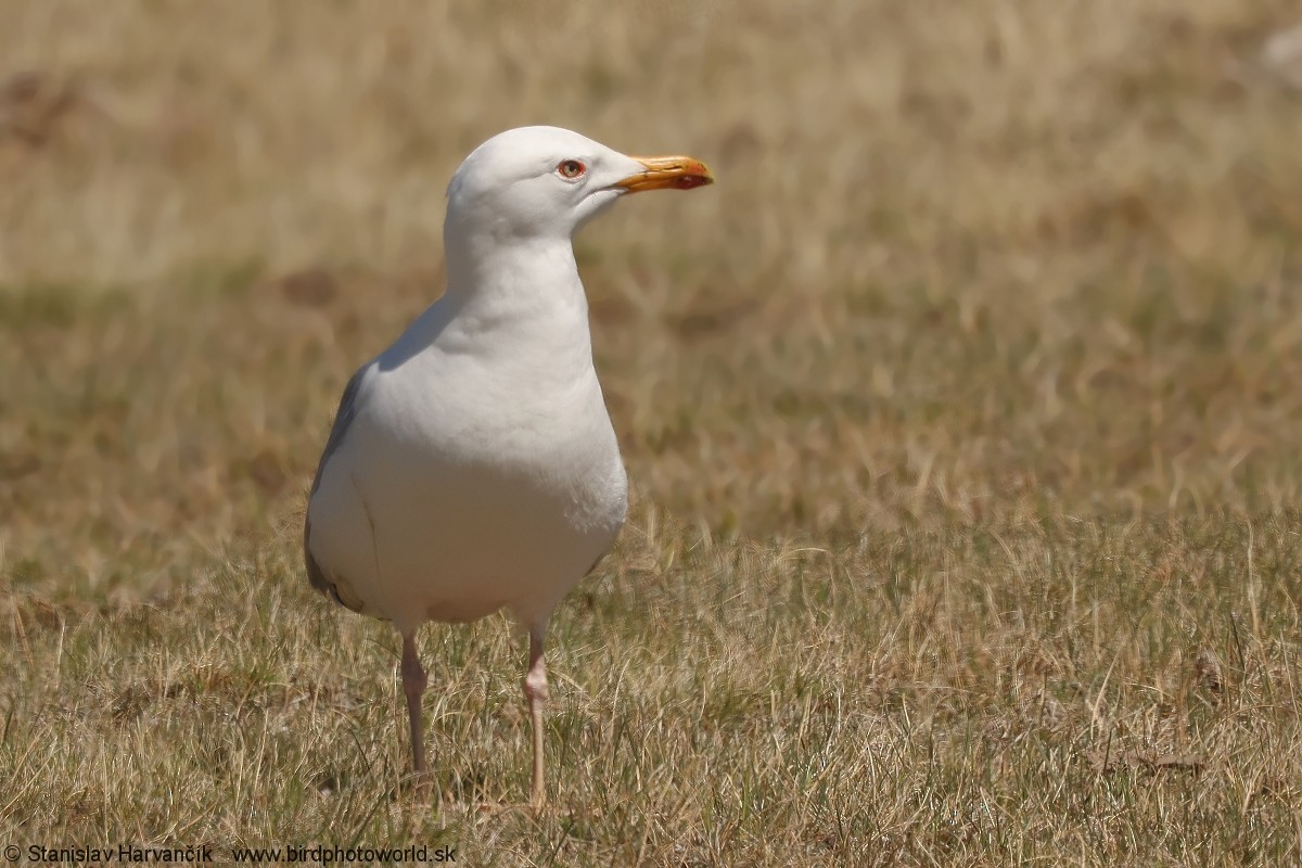 Mongolian Gull - ML637791276