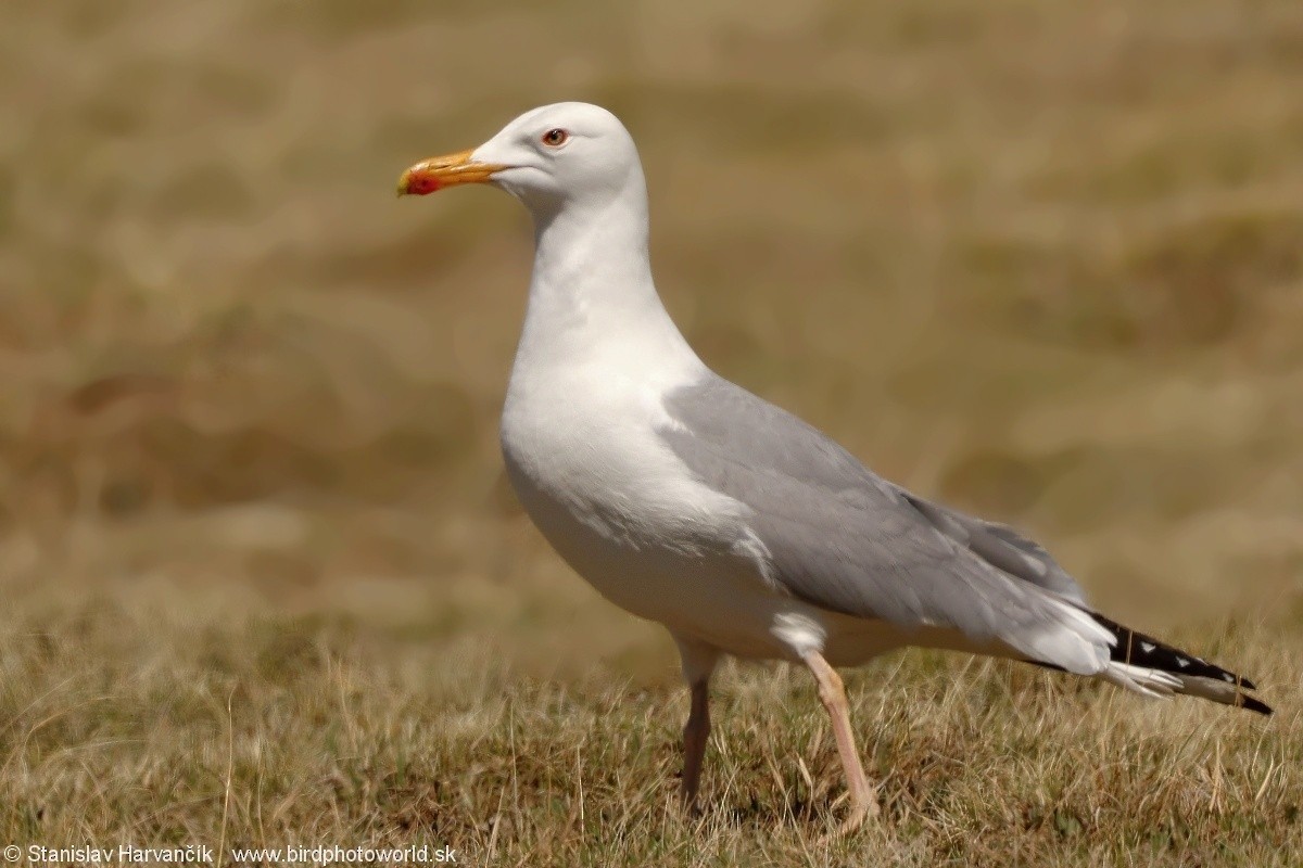 Mongolian Gull - ML637791277
