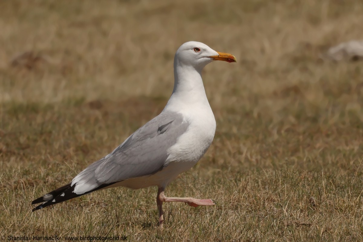 Mongolian Gull - ML637791278
