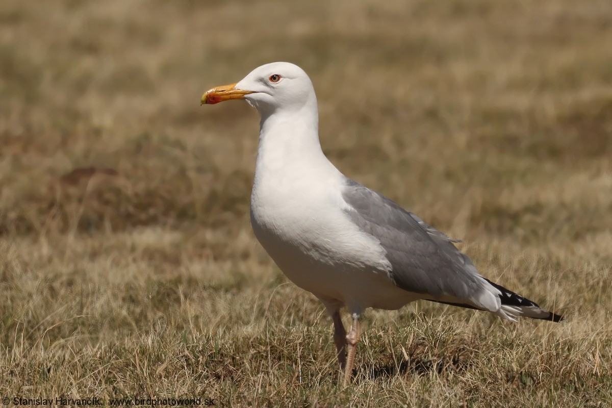 Mongolian Gull - ML637791280