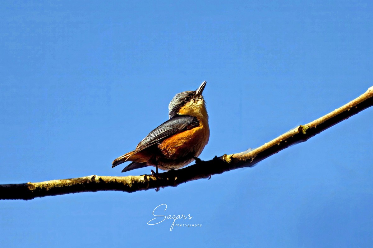 White-tailed Nuthatch - ML637791291