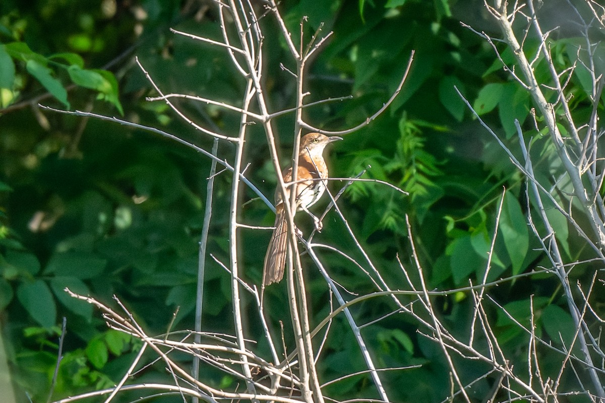 Brown Thrasher - ML637791296