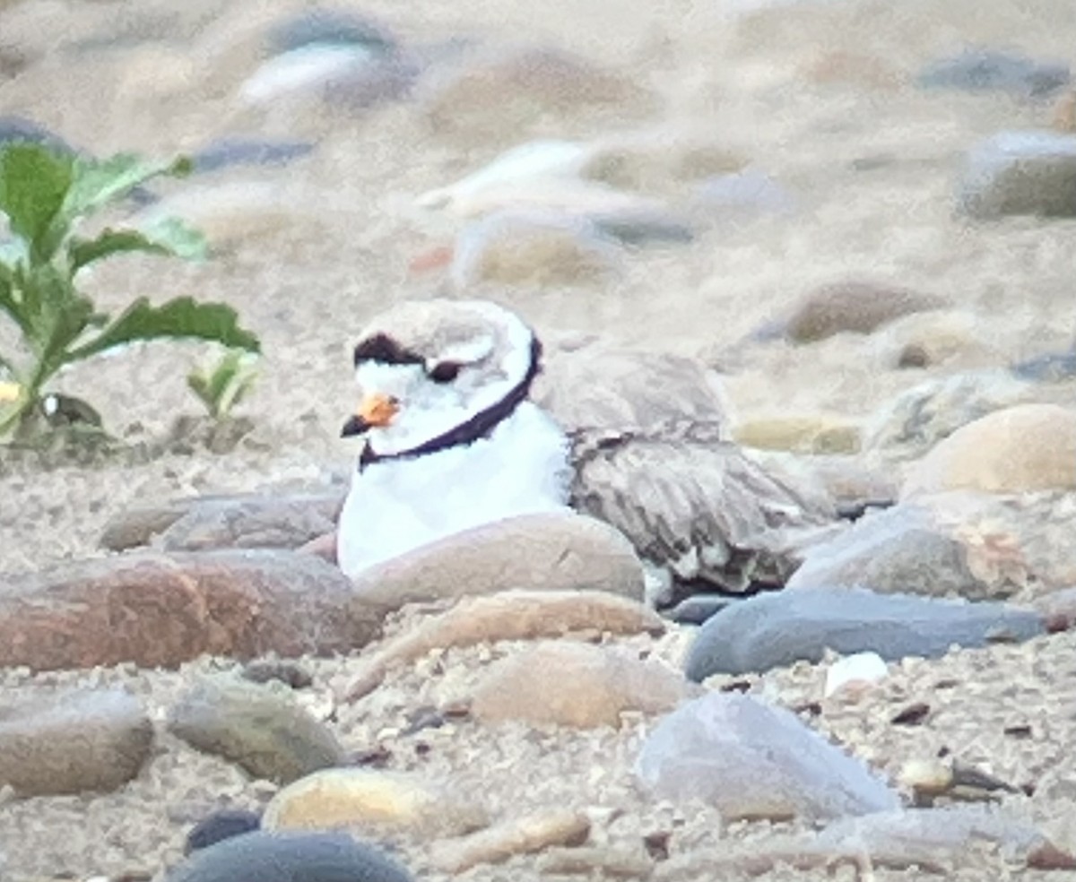 Piping Plover - ML637791313