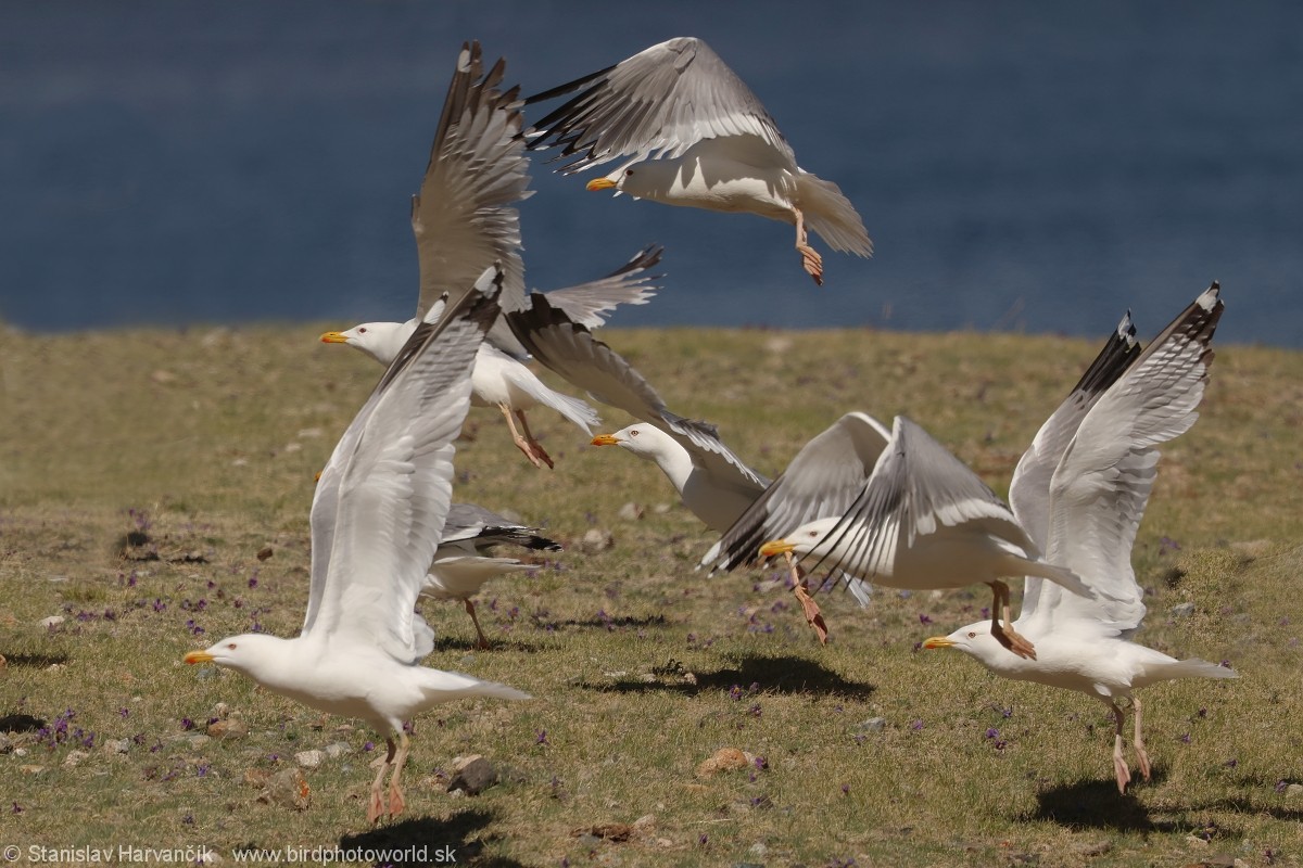 Mongolian Gull - ML637791327