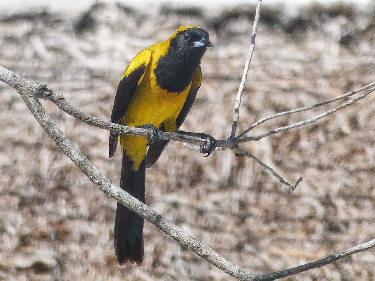 Black-cowled Oriole - ML637791340