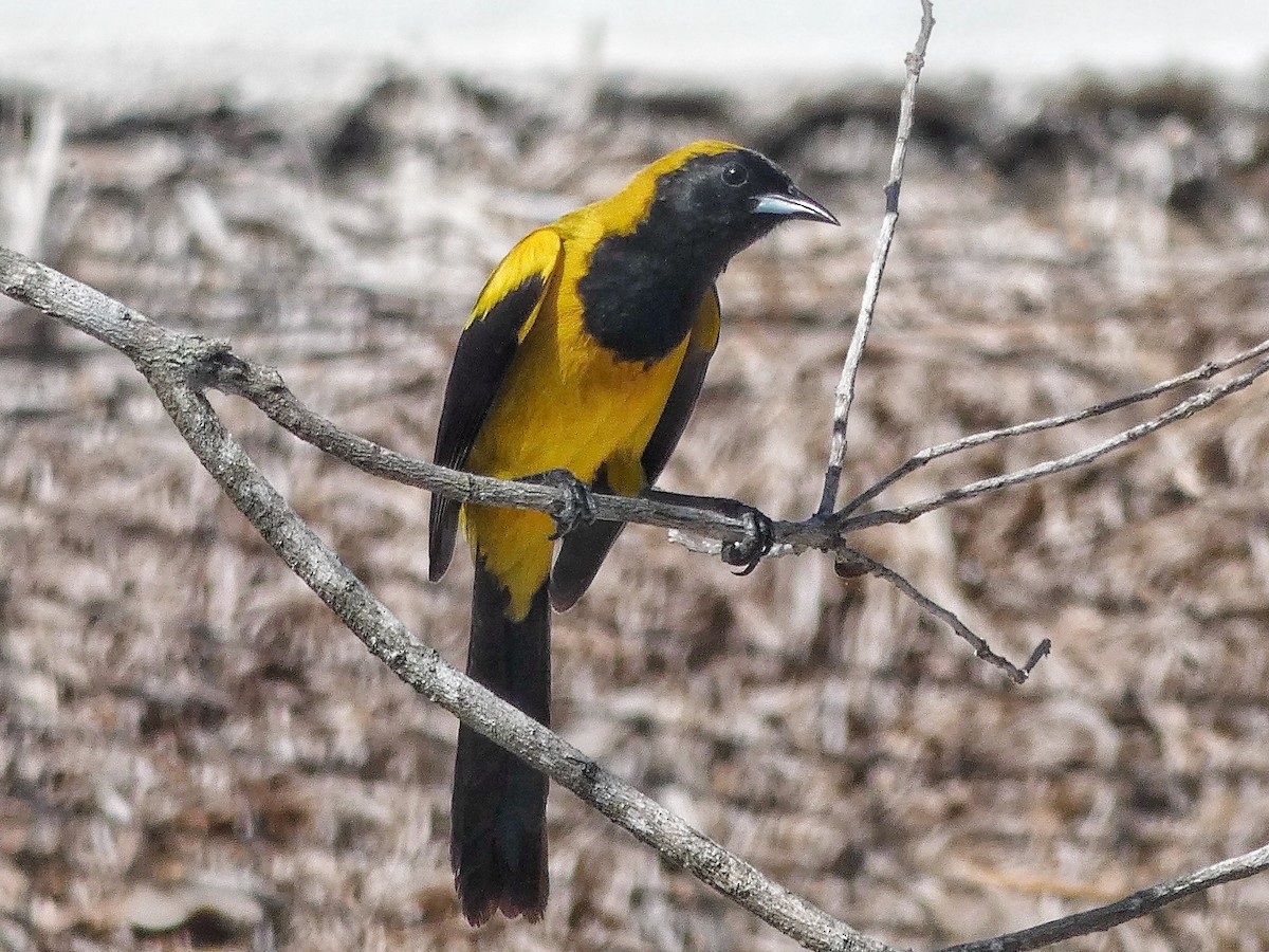Black-cowled Oriole - ML637791342