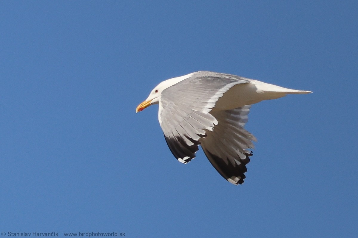 Mongolian Gull - ML637791459