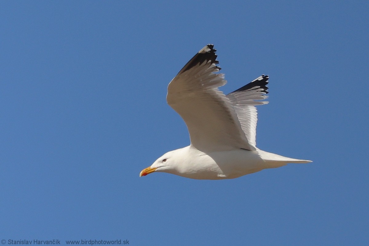 Mongolian Gull - ML637791460