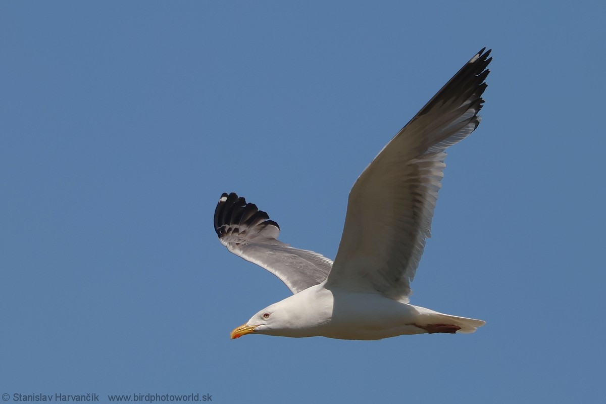 Mongolian Gull - ML637791461