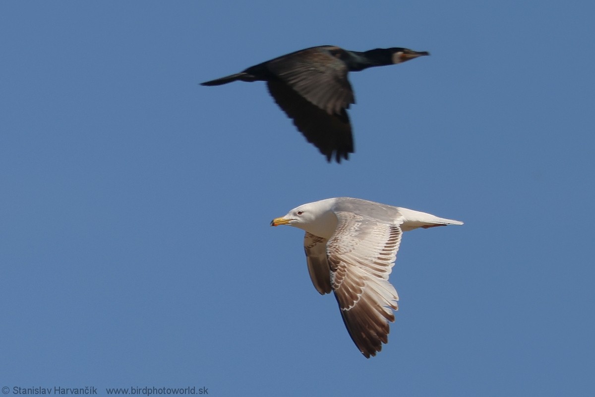 Mongolian Gull - ML637791462