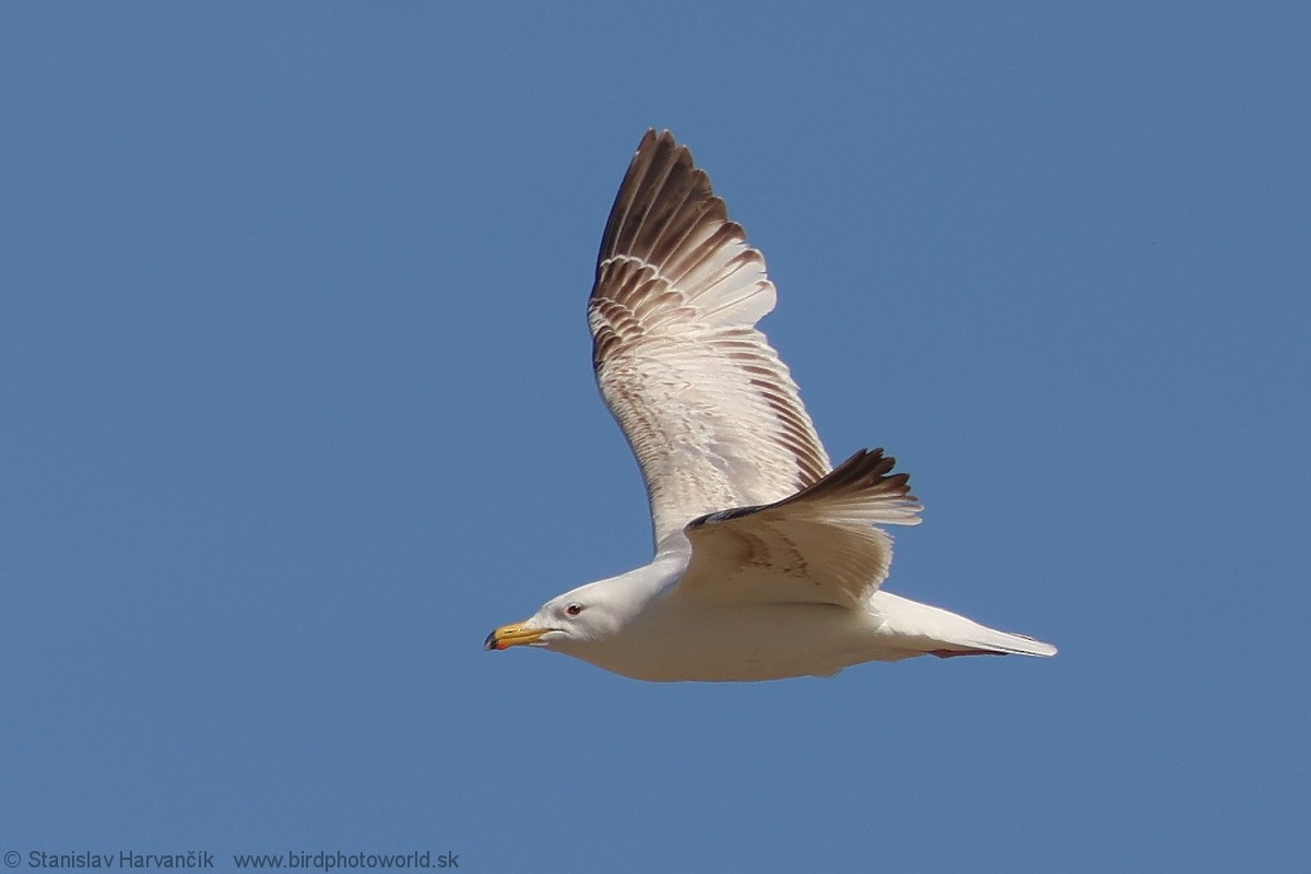 Mongolian Gull - ML637791463