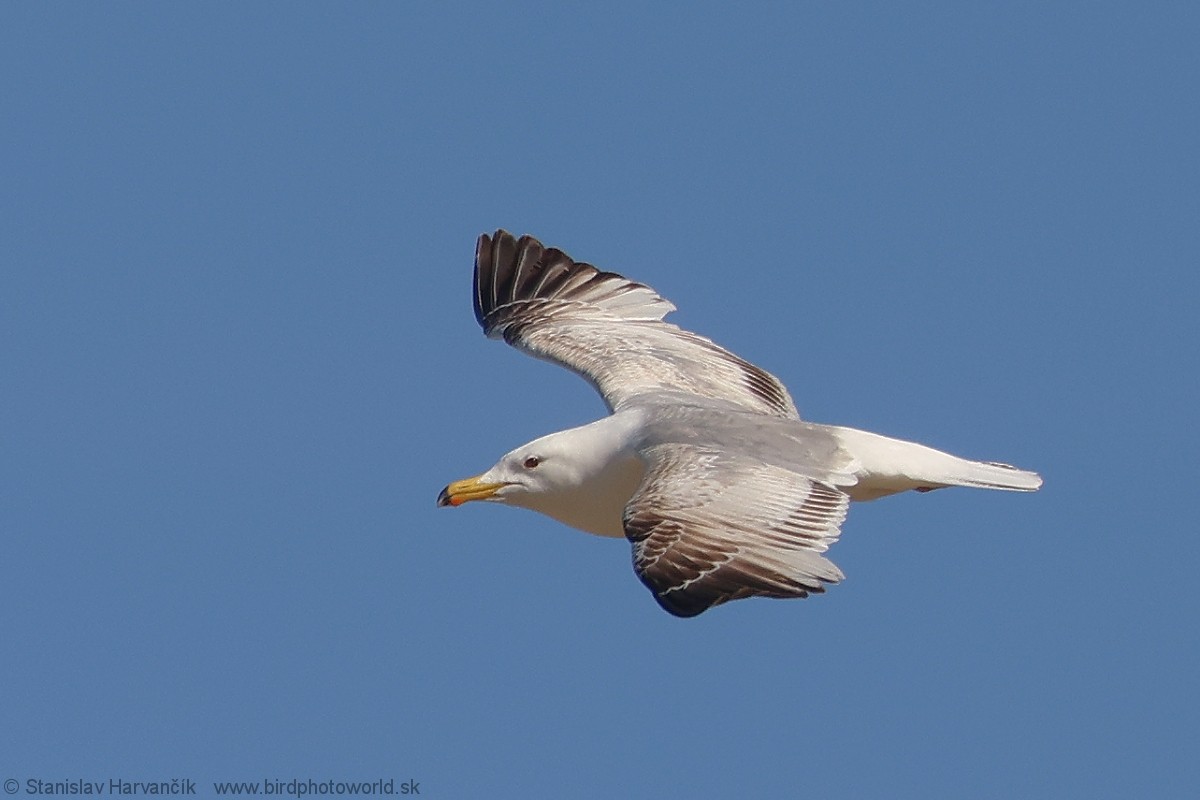 Mongolian Gull - ML637791464