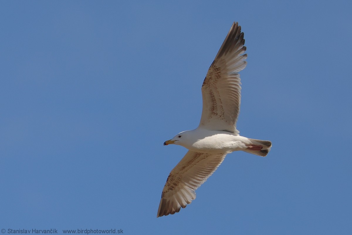 Mongolian Gull - ML637791465