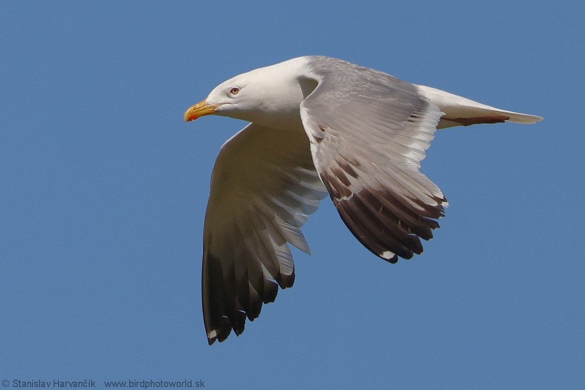 Mongolian Gull - ML637791466