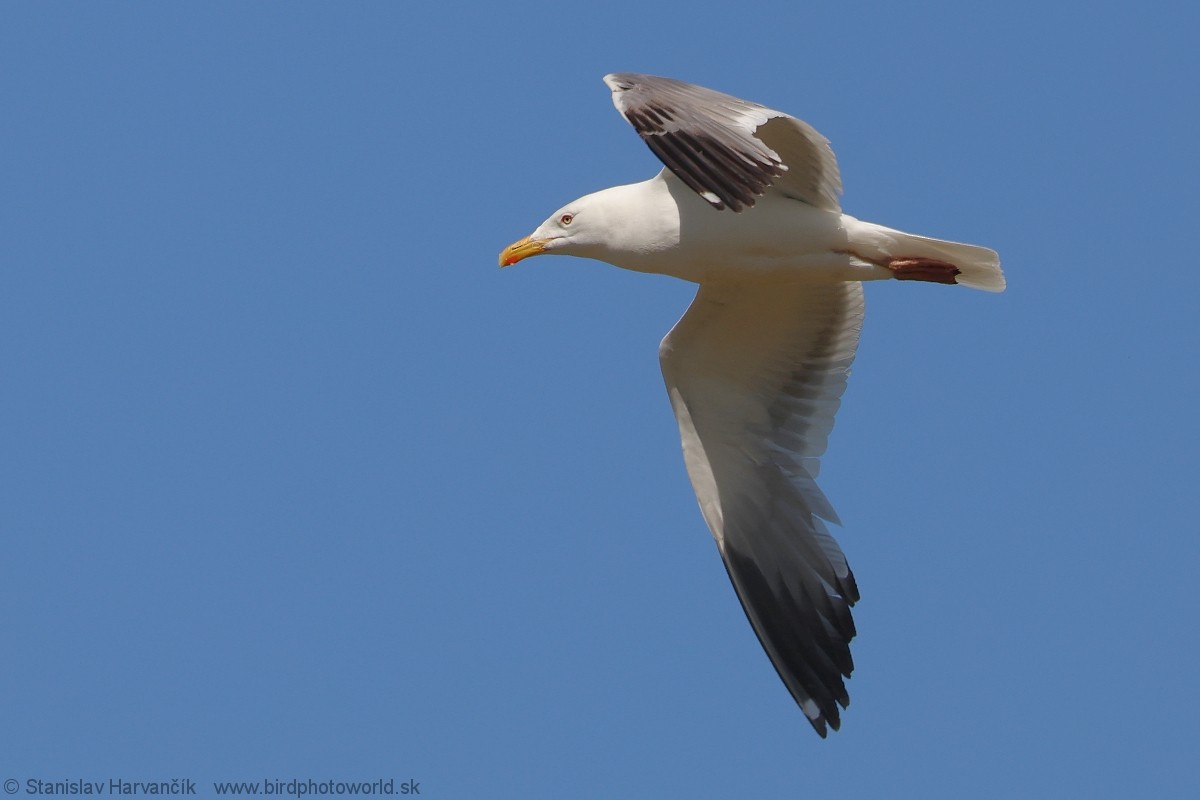 Mongolian Gull - ML637791467
