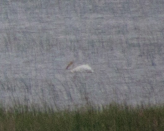 American White Pelican - ML637791510