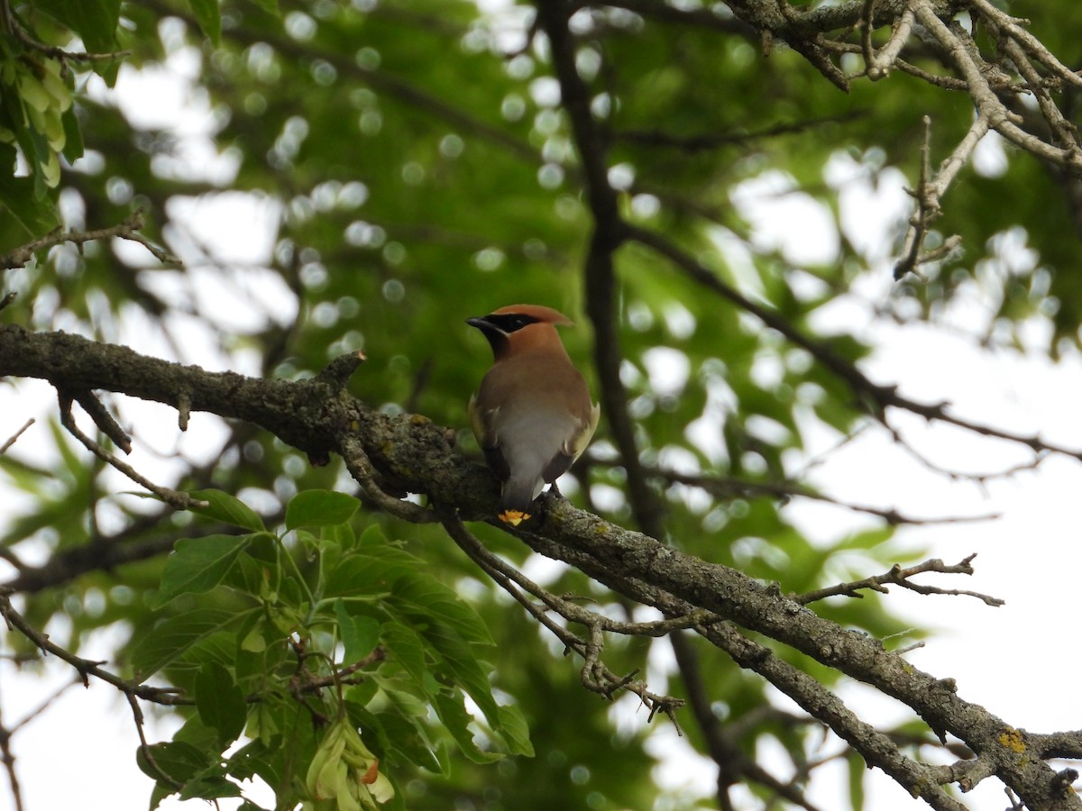 Cedar Waxwing - ML637791559