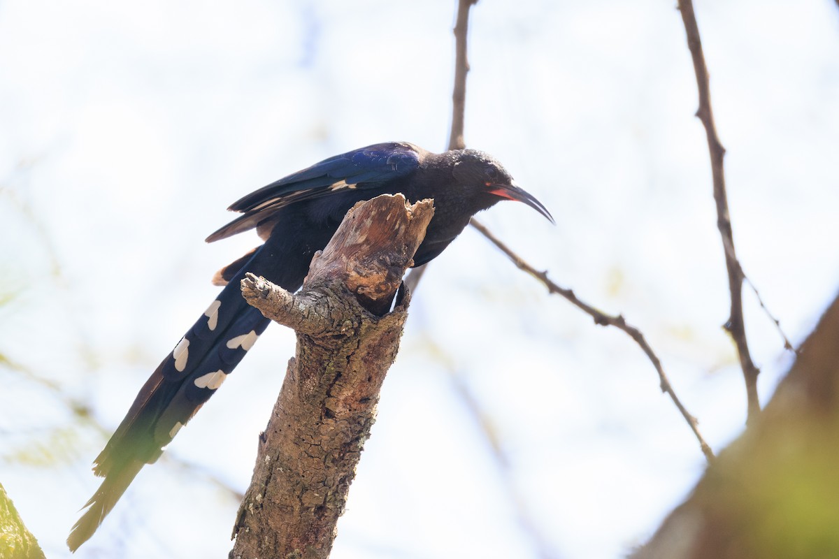 Black-billed Woodhoopoe - ML637791567