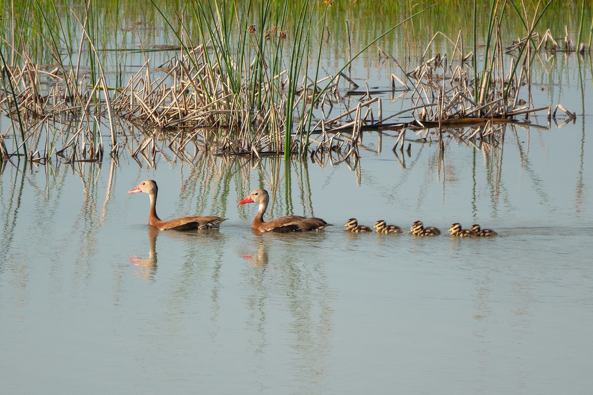 Black-bellied Whistling-Duck - John Cocanower