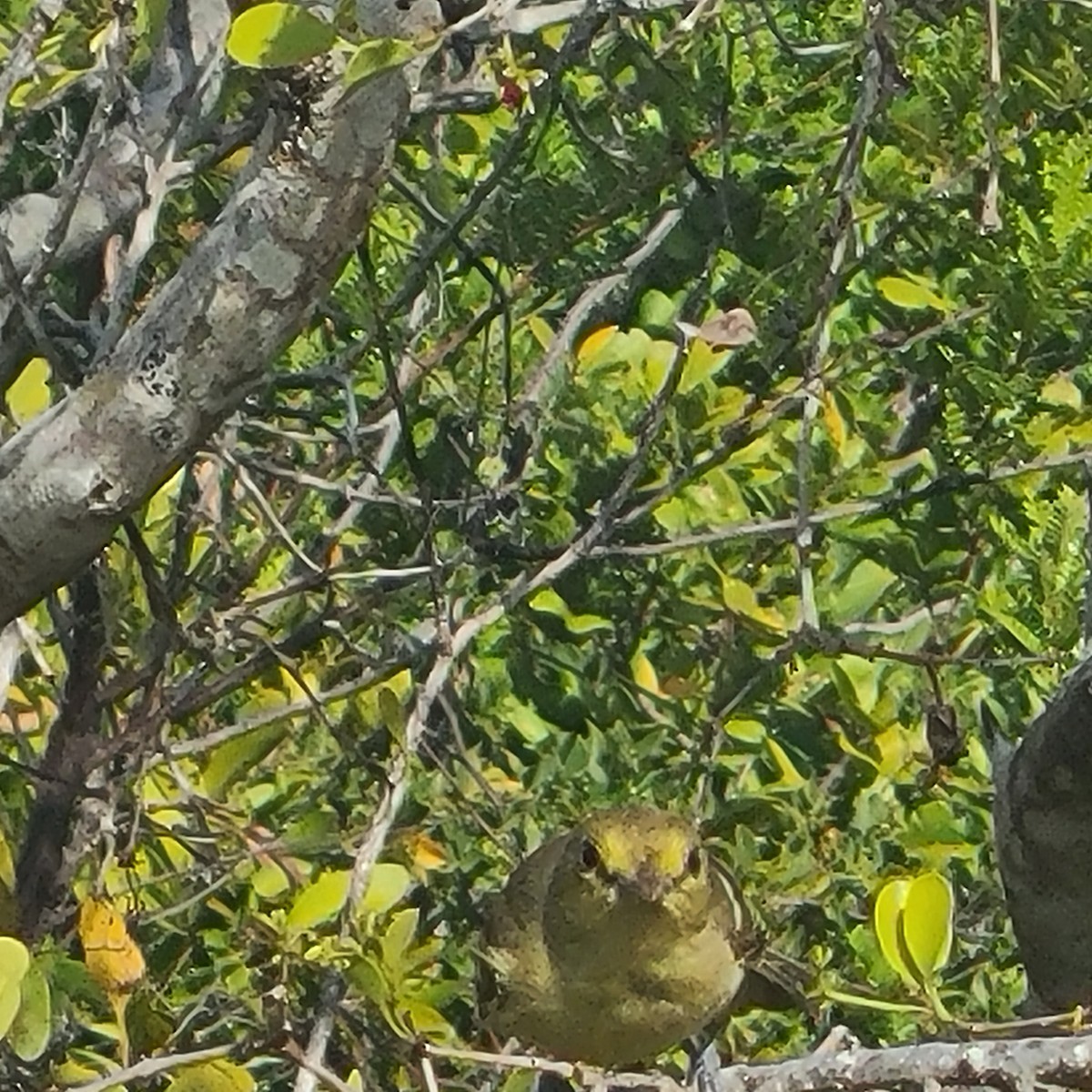ハシブトモズモドキ - ML637791616