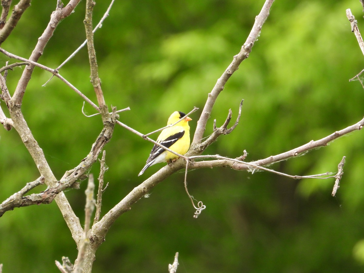 American Goldfinch - ML637791624