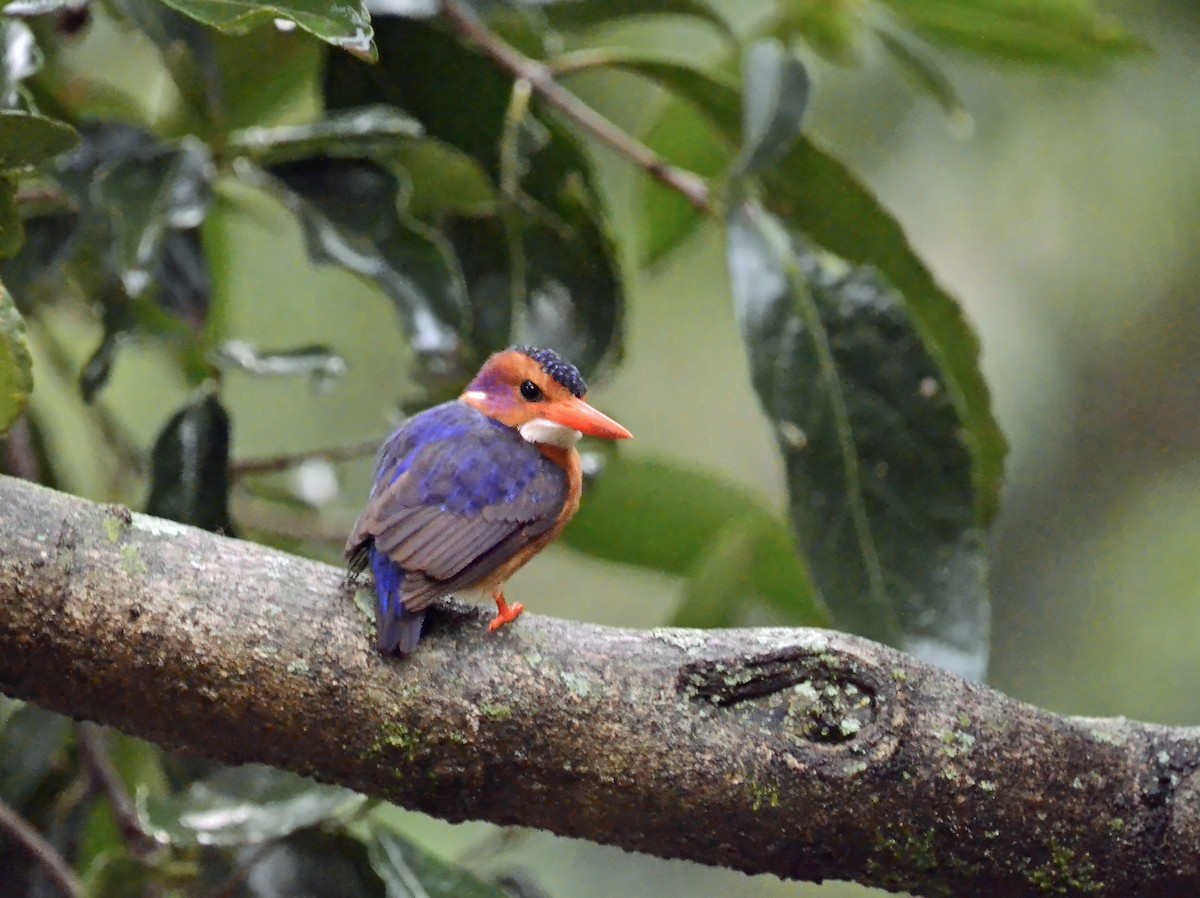 African Pygmy Kingfisher - ML637791632