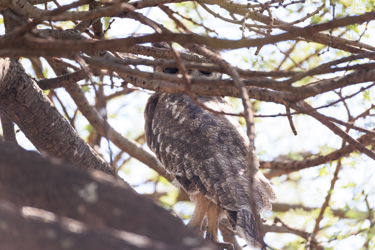 Grayish Eagle-Owl - ML637791686