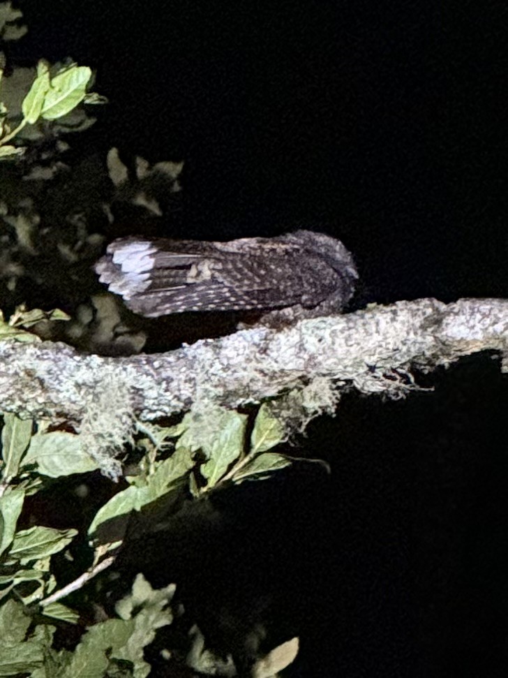 Dusky Nightjar - ML637791690