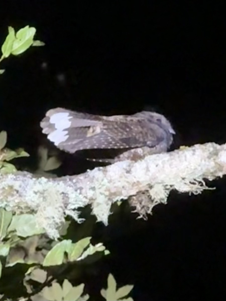 Dusky Nightjar - ML637791691