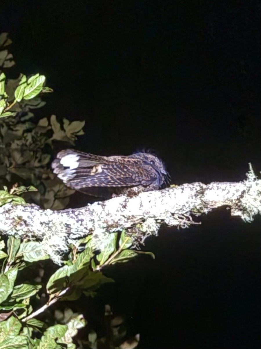 Dusky Nightjar - ML637791692
